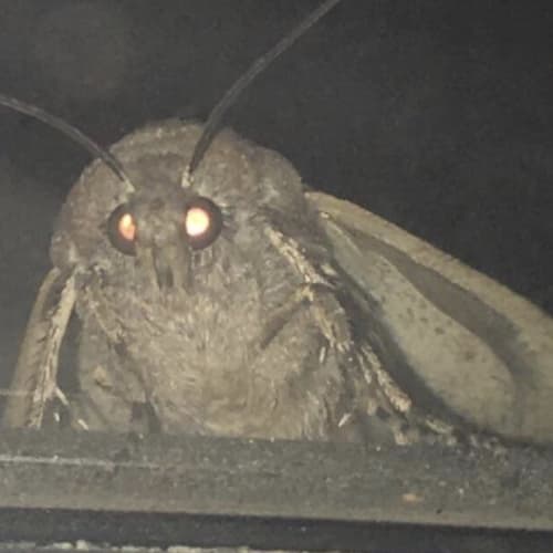 Moth Lamp meme template