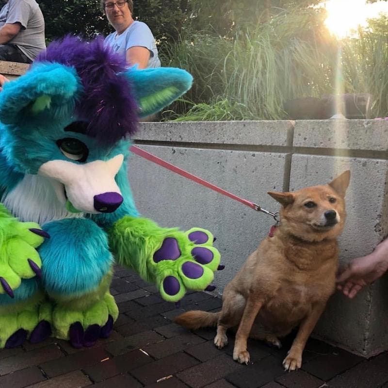 Furry Scaring Dog meme template