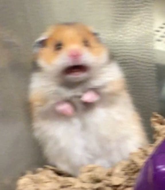 Scared Hamster meme template