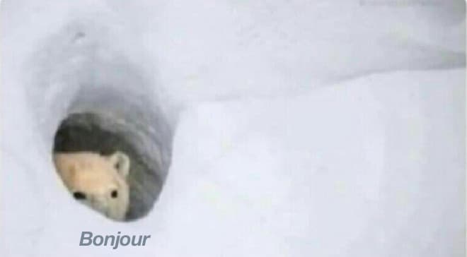 Bonjour Bear meme template