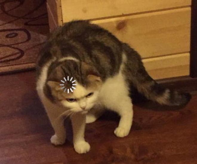 Loading Cat meme template