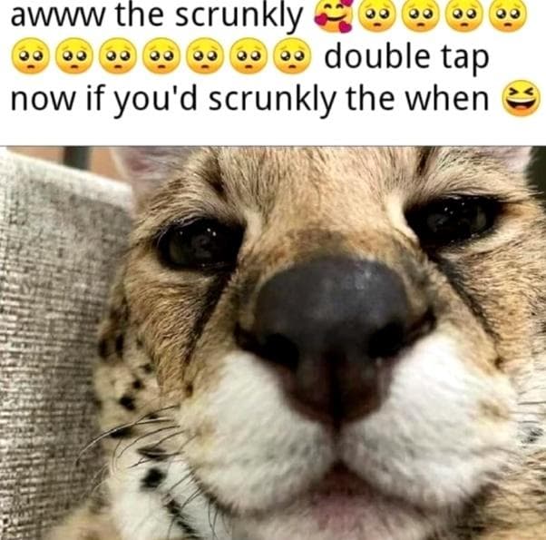 Awww the scrunkly meme template